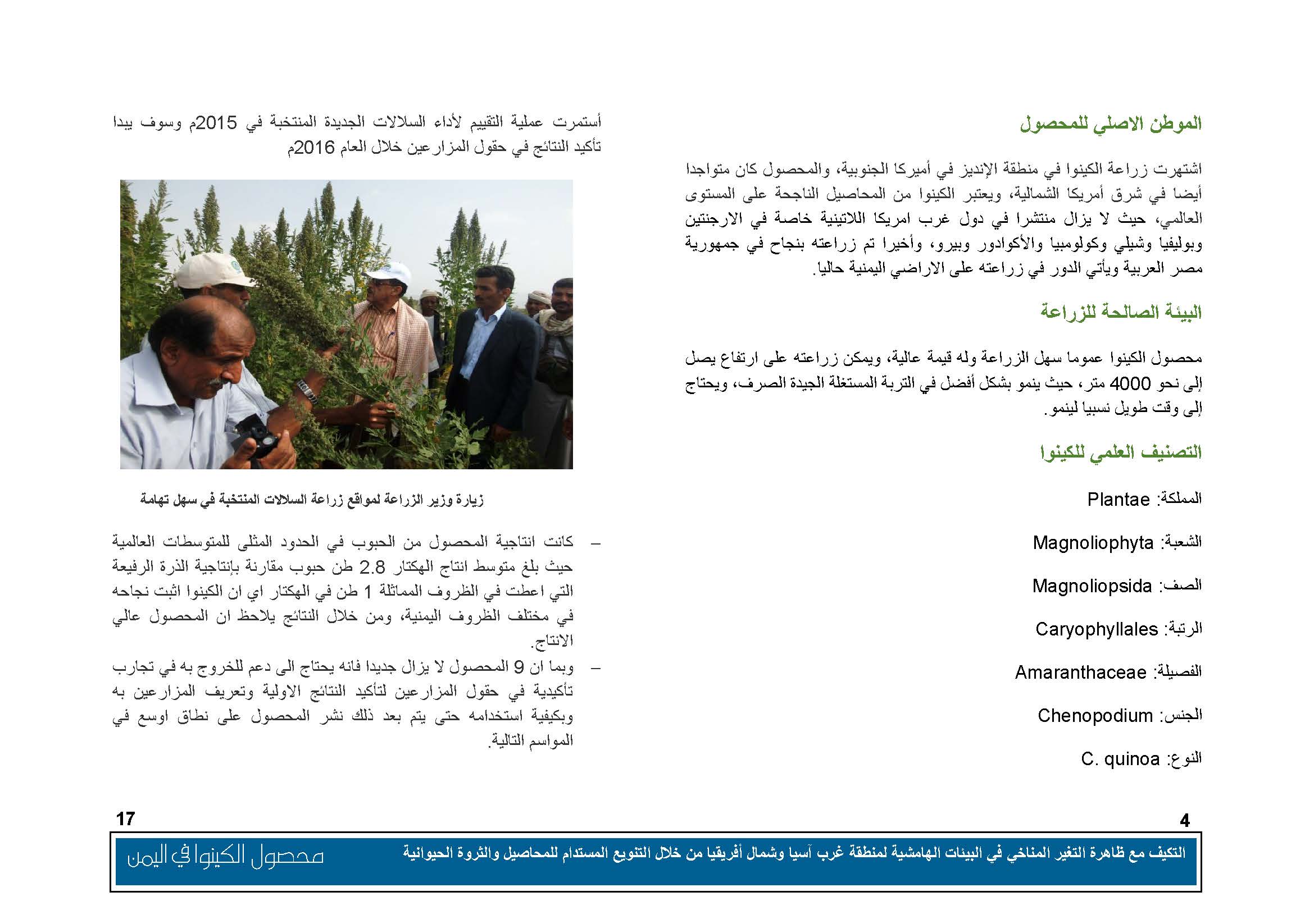 محصول الكينوا في اليمن (1)_Page_05