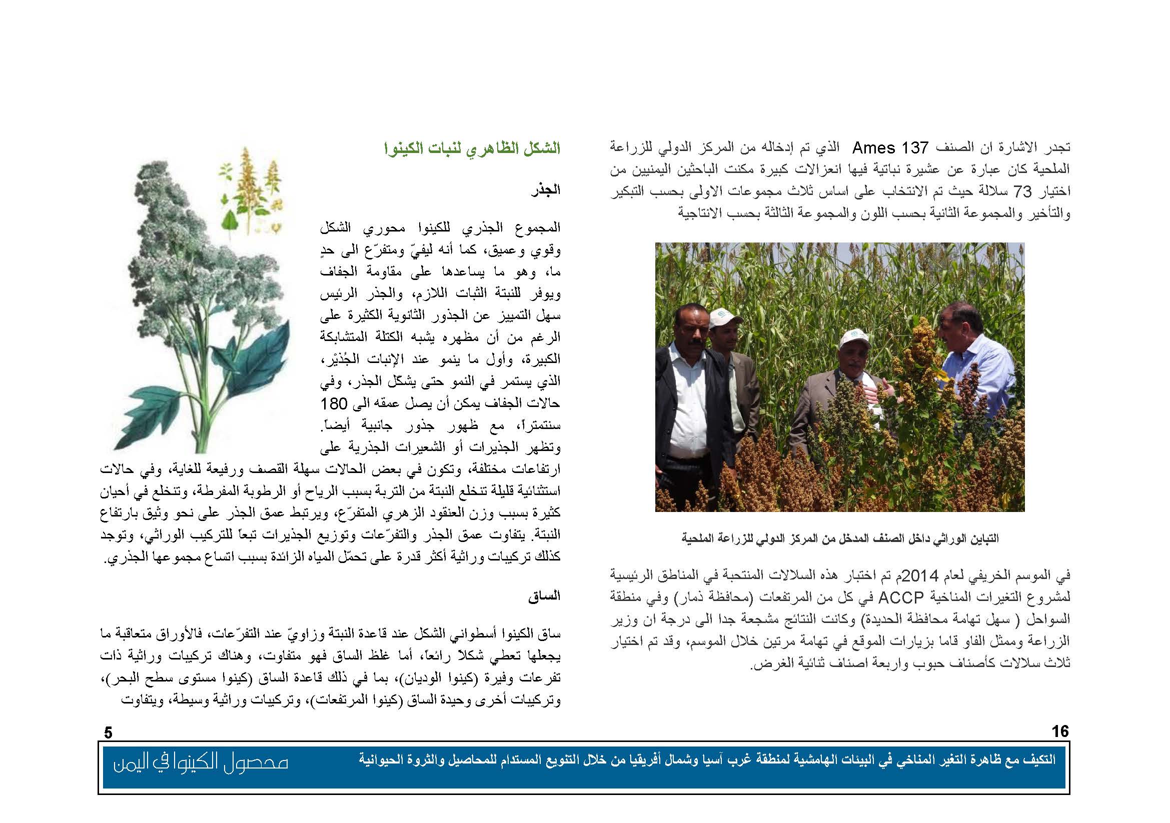 محصول الكينوا في اليمن (1)_Page_06