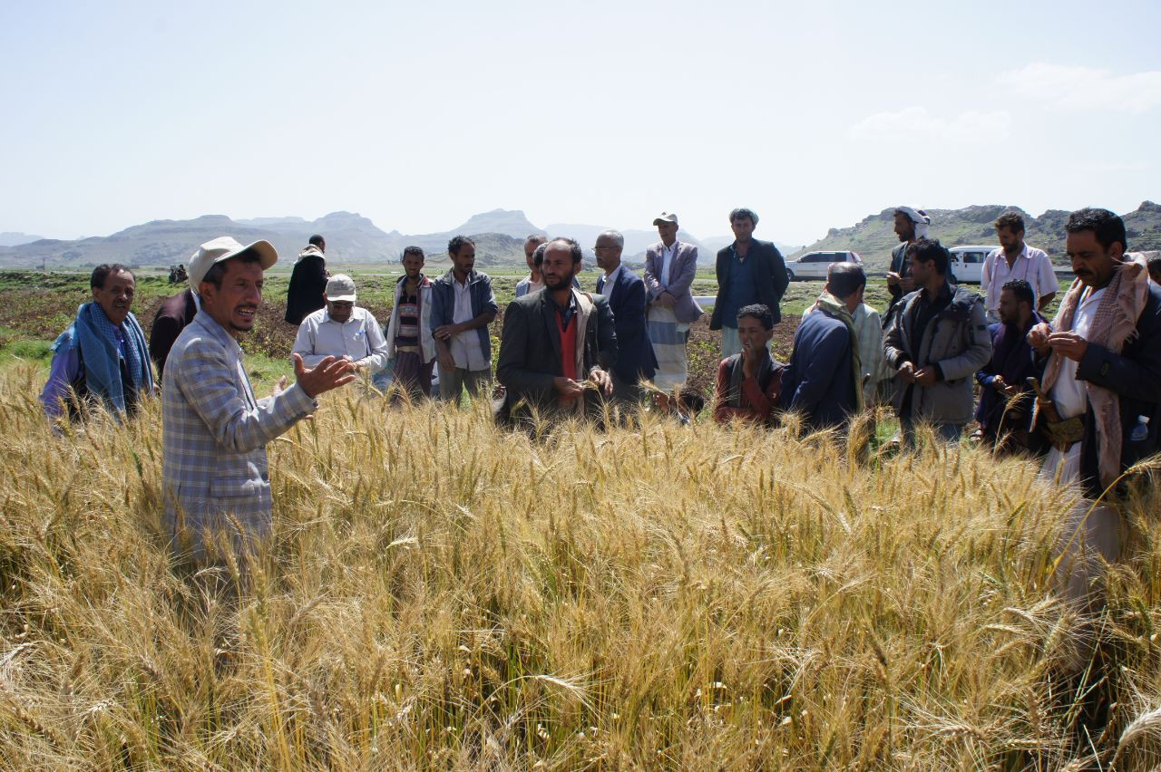 A field day for the activities of the Food Security Enhancement Project in Al-Saddah, Ibb