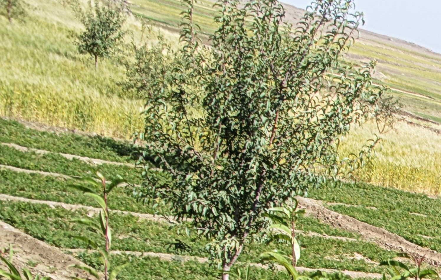 A field day in Bani Matar to introduce the barley variety “Hexagonal Mohib”