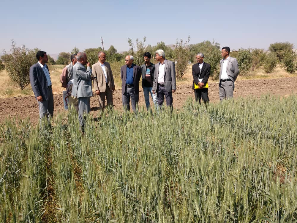 Inauguration of demonstration fields for grain and legume crops in Sana'a