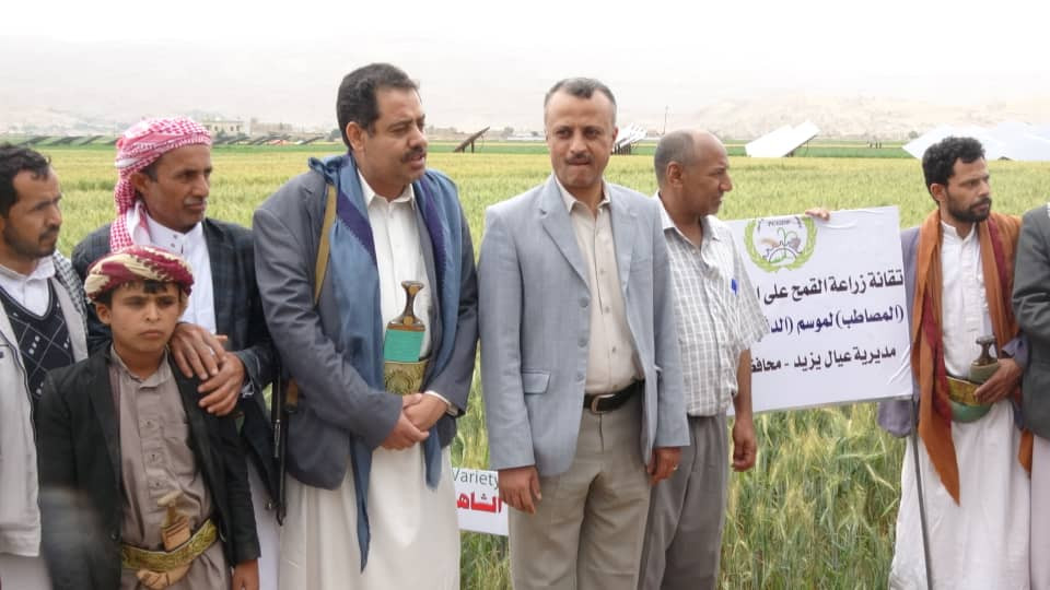 Share Dr. Abdullah Muhammad Al-Alfi, Chairman of the Board of Directors, at the field day event implemented by the General Corporation for Grain Development and Production in Amran Governorat